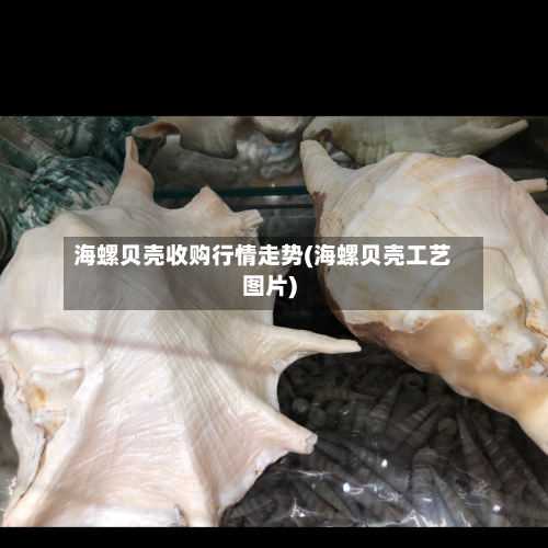 海螺贝壳收购行情走势(海螺贝壳工艺图片)-第2张图片
