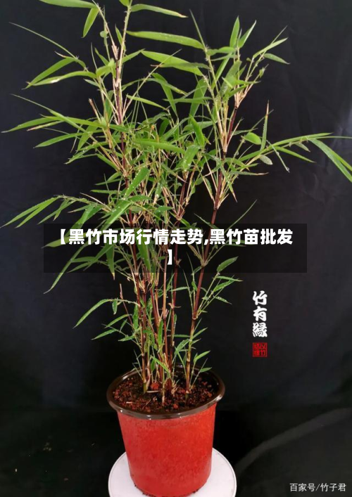 【黑竹市场行情走势,黑竹苗批发】
