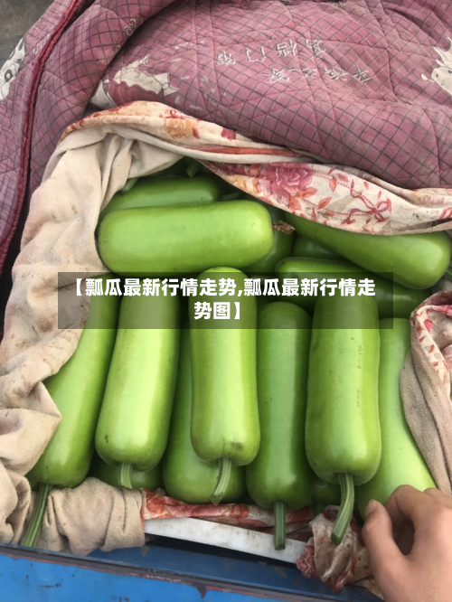 【瓢瓜最新行情走势,瓢瓜最新行情走势图】-第2张图片