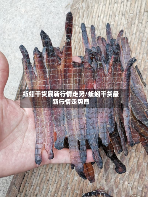 蚯蚓干货最新行情走势/蚯蚓干货最新行情走势图