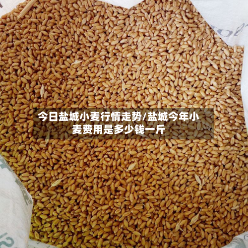今日盐城小麦行情走势/盐城今年小麦费用是多少钱一斤-第3张图片