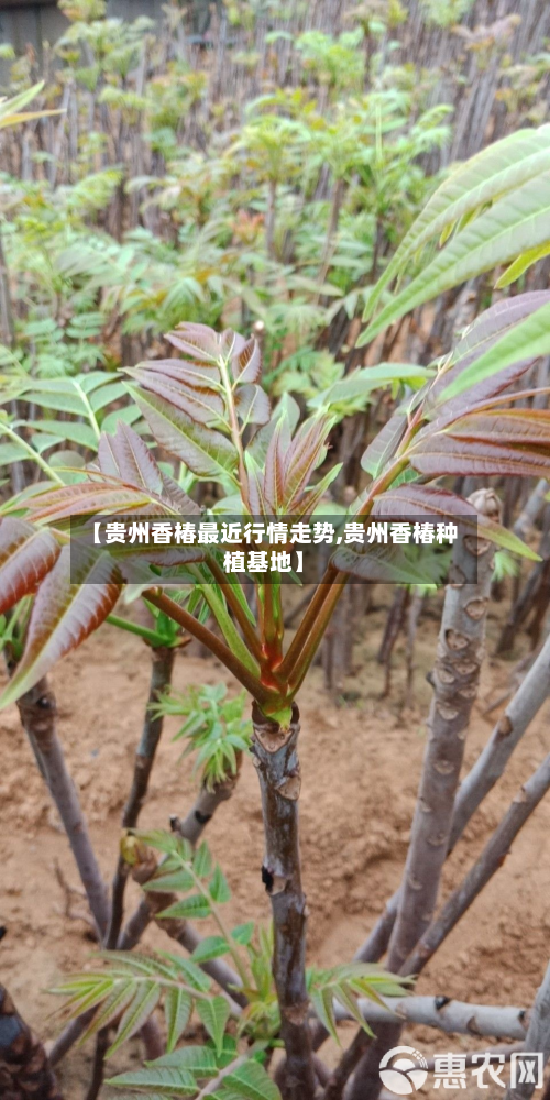 【贵州香椿最近行情走势,贵州香椿种植基地】