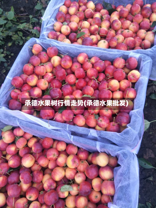 承德水果树行情走势(承德水果批发)