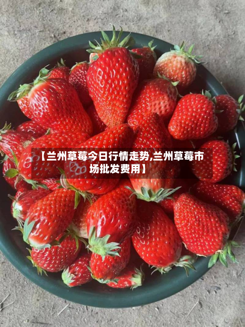 【兰州草莓今日行情走势,兰州草莓市场批发费用】-第2张图片