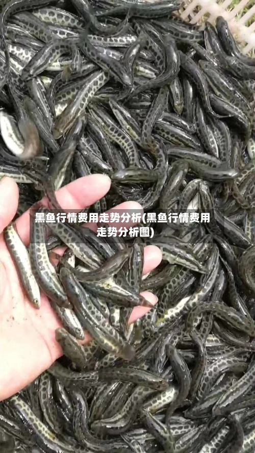 黑鱼行情费用走势分析(黑鱼行情费用走势分析图)