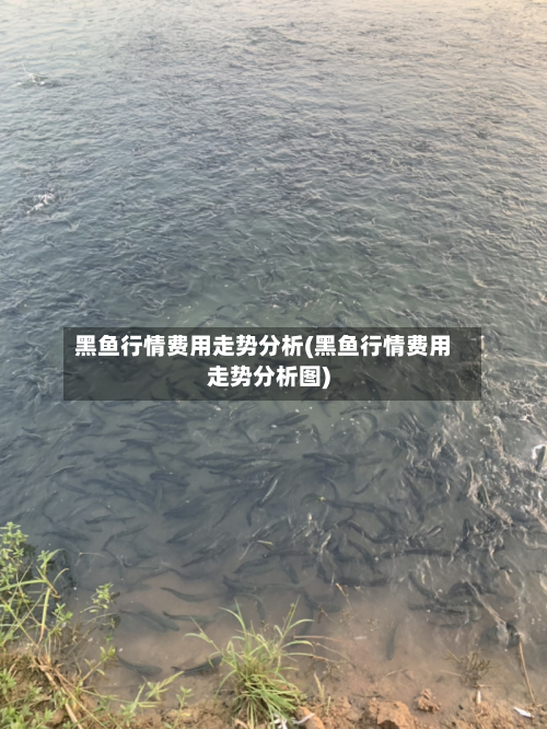 黑鱼行情费用走势分析(黑鱼行情费用走势分析图)-第3张图片