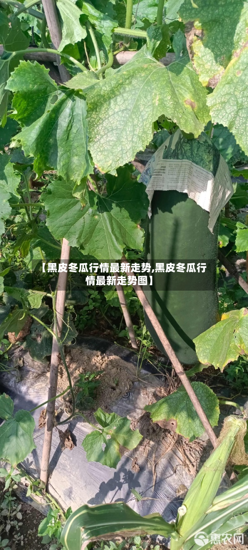 【黑皮冬瓜行情最新走势,黑皮冬瓜行情最新走势图】
