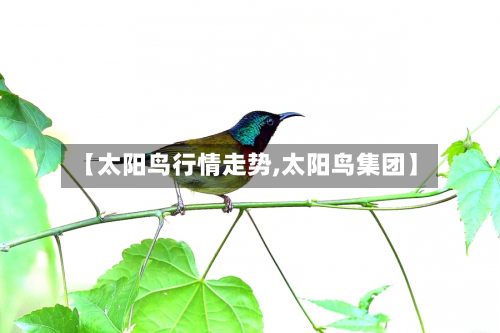 【太阳鸟行情走势,太阳鸟集团】-第2张图片