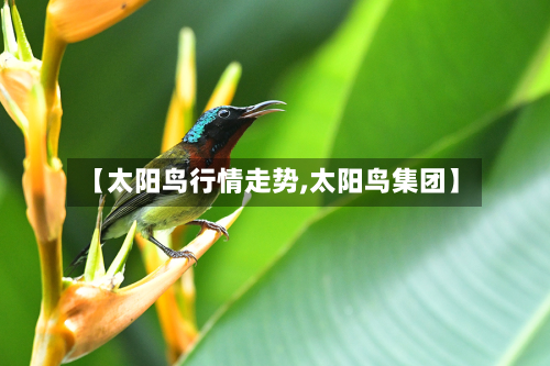 【太阳鸟行情走势,太阳鸟集团】