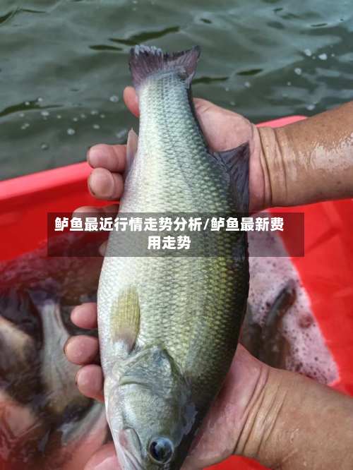 鲈鱼最近行情走势分析/鲈鱼最新费用走势-第2张图片