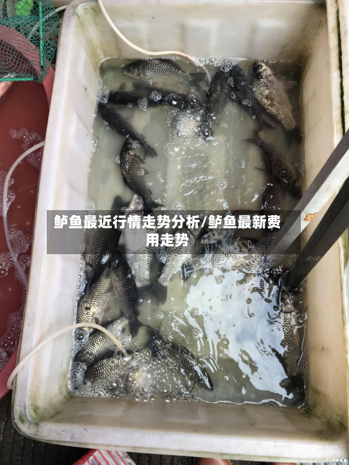 鲈鱼最近行情走势分析/鲈鱼最新费用走势-第3张图片