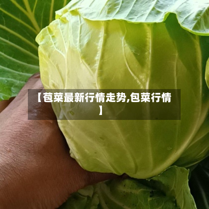 【苞菜最新行情走势,包菜行情】-第3张图片
