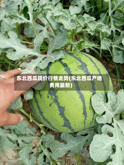 东北西瓜现价行情走势(东北西瓜产地费用最新)