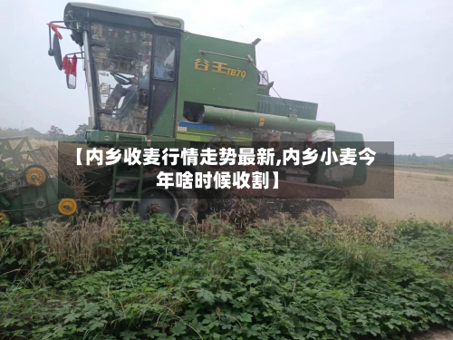 【内乡收麦行情走势最新,内乡小麦今年啥时候收割】-第2张图片