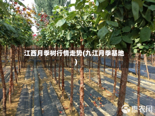江西月季树行情走势(九江月季基地)