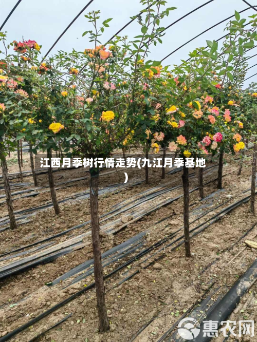 江西月季树行情走势(九江月季基地)-第2张图片