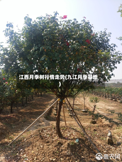 江西月季树行情走势(九江月季基地)-第3张图片