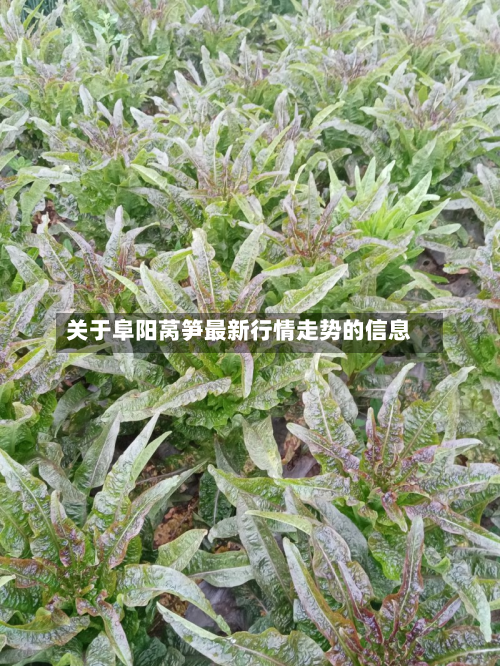 关于阜阳莴笋最新行情走势的信息-第2张图片