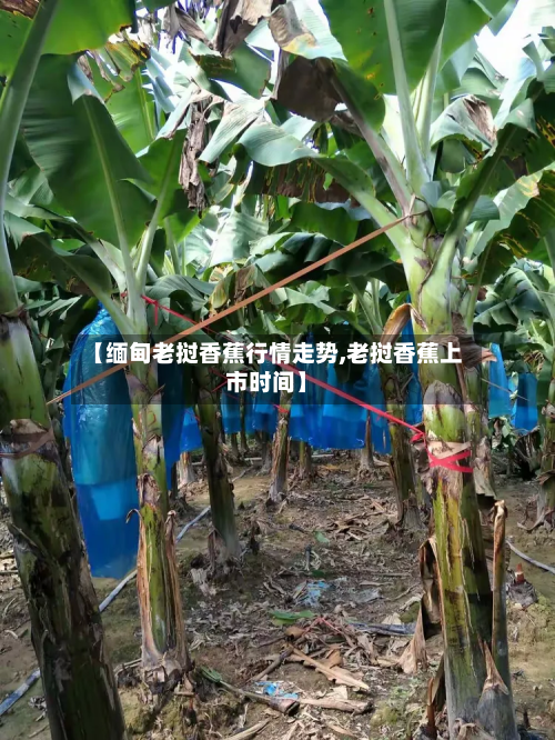 【缅甸老挝香蕉行情走势,老挝香蕉上市时间】