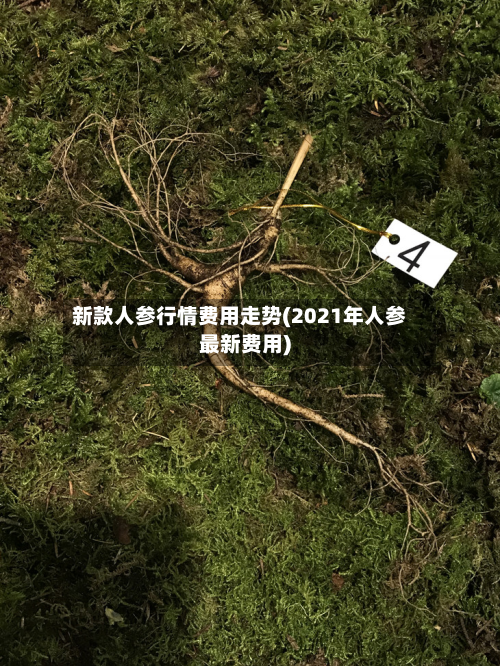 新款人参行情费用走势(2021年人参最新费用)-第2张图片