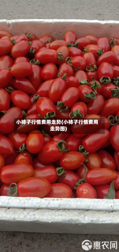 小柿子行情费用走势(小柿子行情费用走势图)-第2张图片