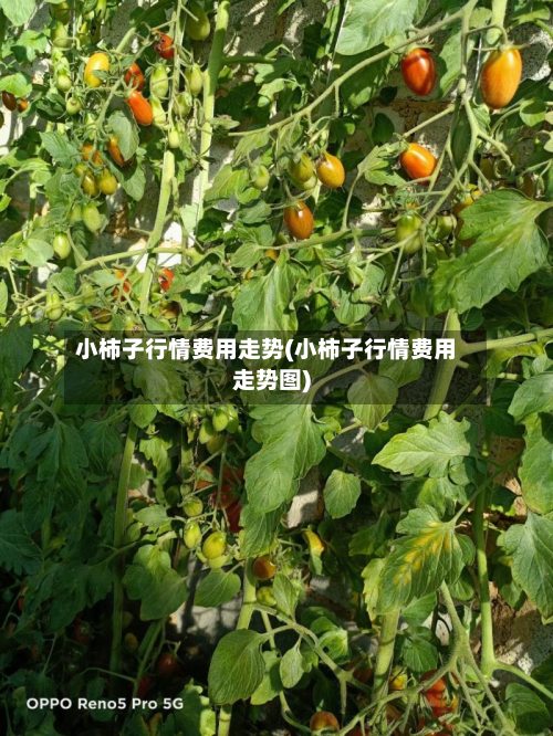 小柿子行情费用走势(小柿子行情费用走势图)-第3张图片