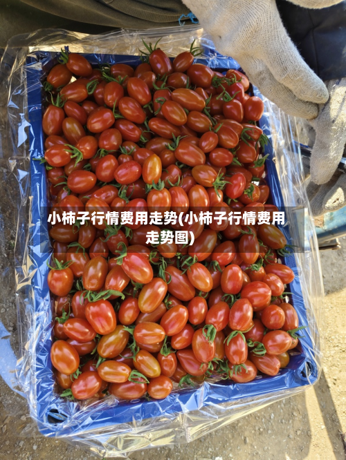 小柿子行情费用走势(小柿子行情费用走势图)