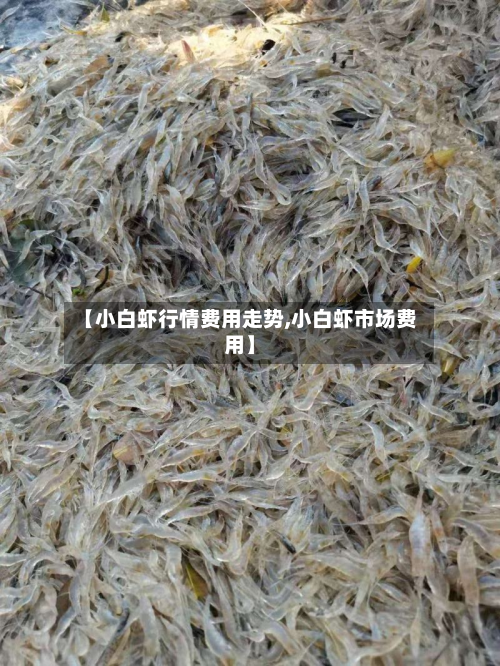 【小白虾行情费用走势,小白虾市场费用】-第3张图片