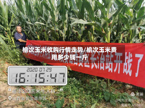 榆次玉米收购行情走势/榆次玉米费用多少钱一斤