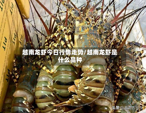 越南龙虾今日行情走势/越南龙虾是什么品种-第2张图片