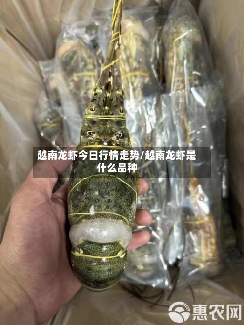 越南龙虾今日行情走势/越南龙虾是什么品种