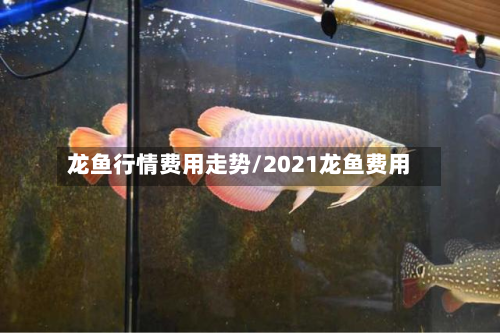 龙鱼行情费用走势/2021龙鱼费用