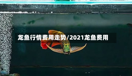 龙鱼行情费用走势/2021龙鱼费用-第2张图片