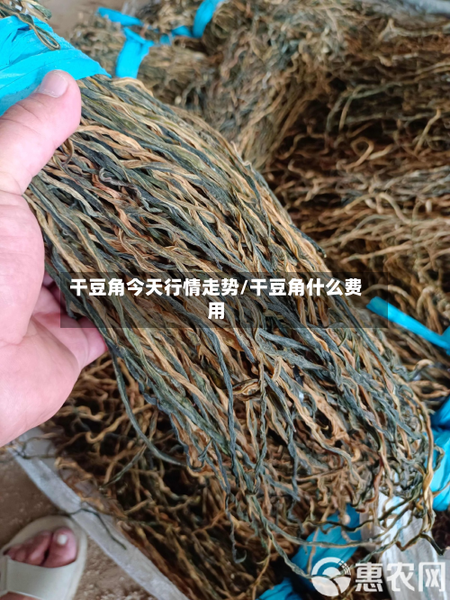 干豆角今天行情走势/干豆角什么费用-第2张图片