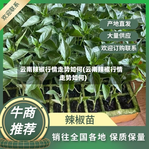 云南辣椒行情走势如何(云南辣椒行情走势如何)-第2张图片