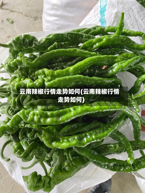 云南辣椒行情走势如何(云南辣椒行情走势如何)-第3张图片