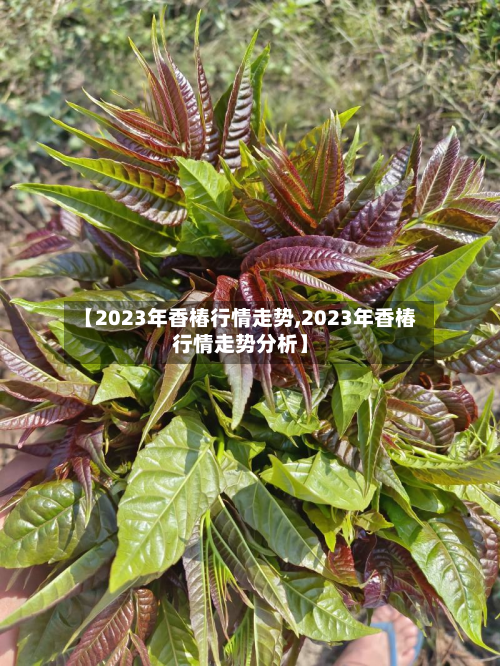 【2023年香椿行情走势,2023年香椿行情走势分析】