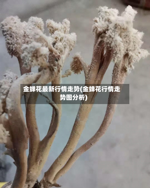 金蝉花最新行情走势(金蝉花行情走势图分析)