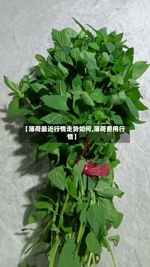 【薄荷最近行情走势如何,薄荷费用行情】-第2张图片