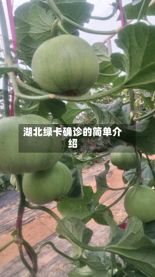 湖北绿卡确诊的简单介绍-第2张图片