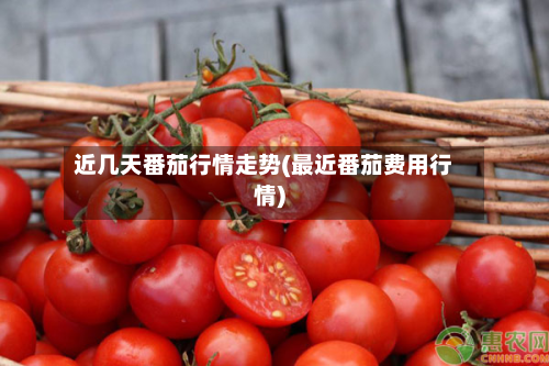 近几天番茄行情走势(最近番茄费用行情)