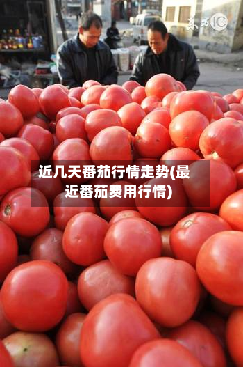 近几天番茄行情走势(最近番茄费用行情)-第2张图片