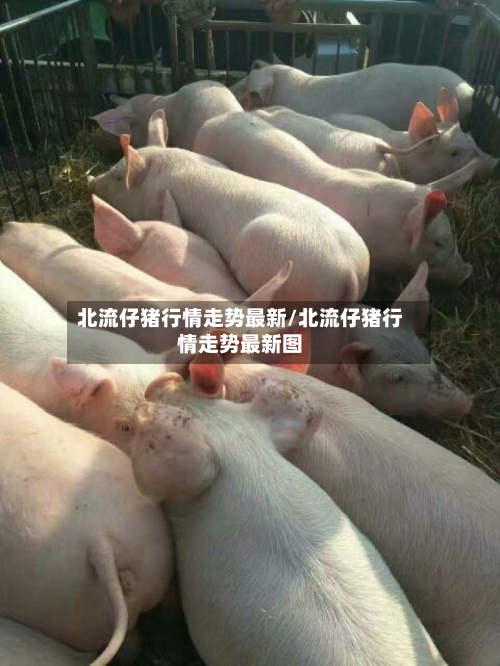 北流仔猪行情走势最新/北流仔猪行情走势最新图-第2张图片
