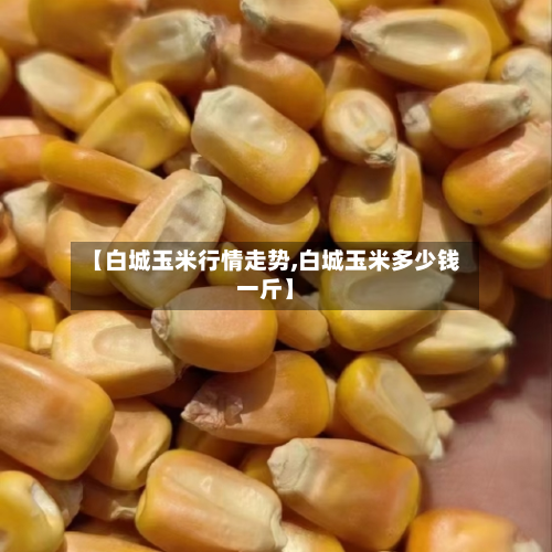 【白城玉米行情走势,白城玉米多少钱一斤】-第2张图片
