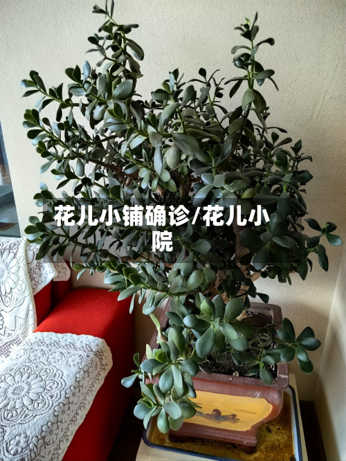 花儿小铺确诊/花儿小院-第2张图片