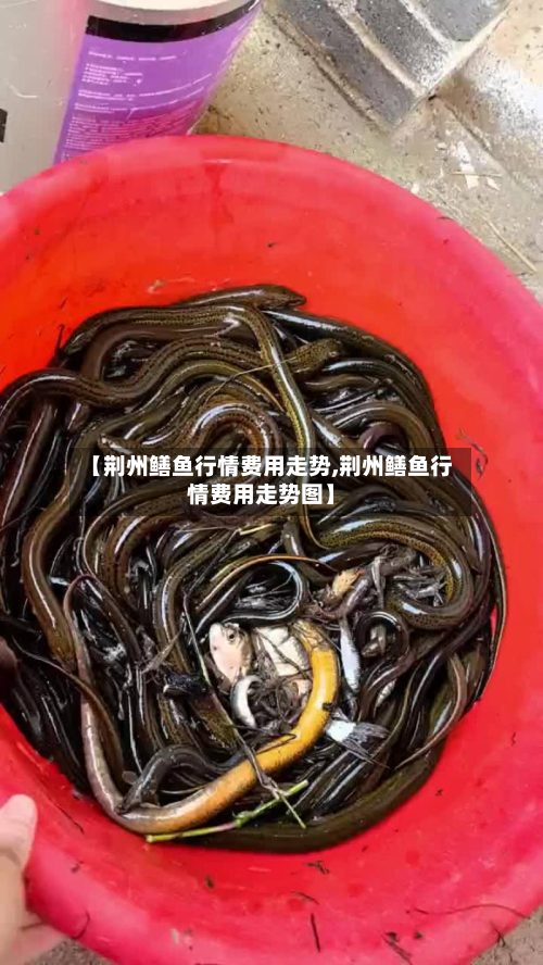 【荆州鳝鱼行情费用走势,荆州鳝鱼行情费用走势图】