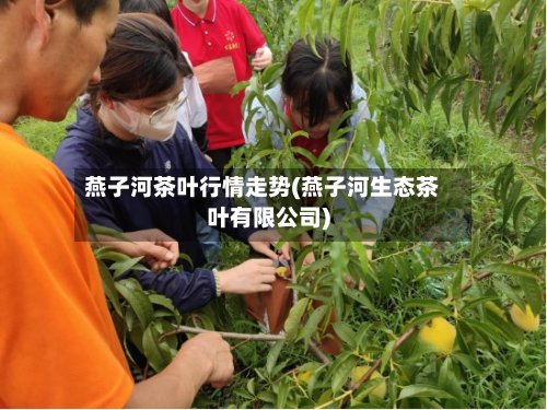 燕子河茶叶行情走势(燕子河生态茶叶有限公司)-第3张图片