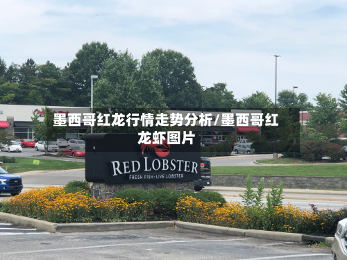 墨西哥红龙行情走势分析/墨西哥红龙虾图片