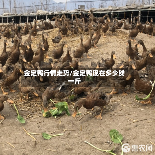 金定鸭行情走势/金定鸭现在多少钱一斤