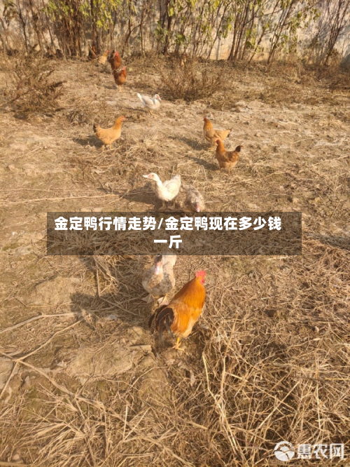 金定鸭行情走势/金定鸭现在多少钱一斤-第2张图片